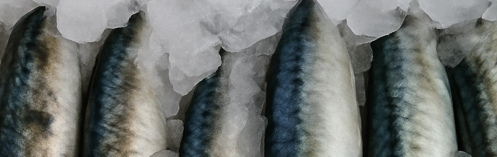Fish Processing